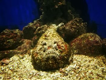 Close-up of coral swimming in sea