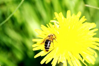 Close-up of bee on yellow flower