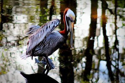 Close-up of bird