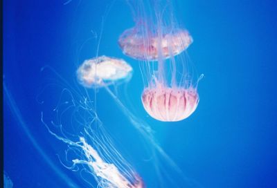 Close-up of jellyfish in water