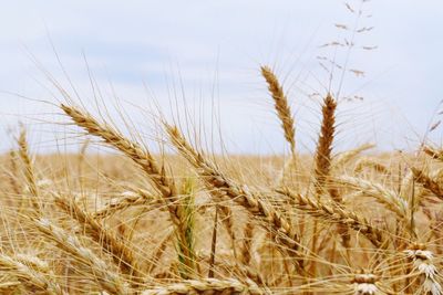 Close-up of wheat field against sky