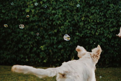 View of dog with ball in background