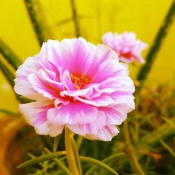 Close-up of pink flowers