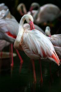 Close-up of flamingo