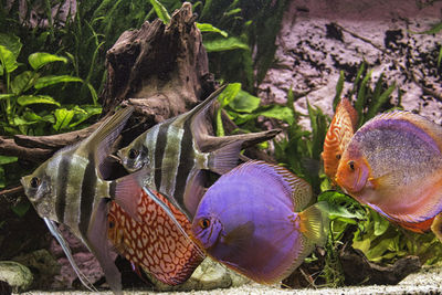 Close-up of fish swimming in water