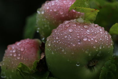 Close-up of wet fruit on plant