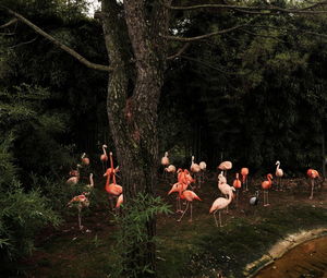 Group of birds in the forest