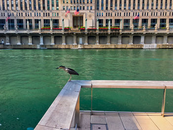 Birds perching on pier in canal against buildings in city