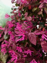 Close-up of pink flowers