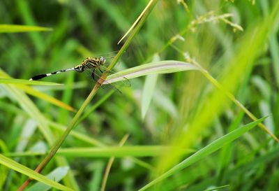 Close-up of insect on grass