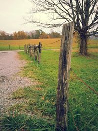 Trees on grassy field