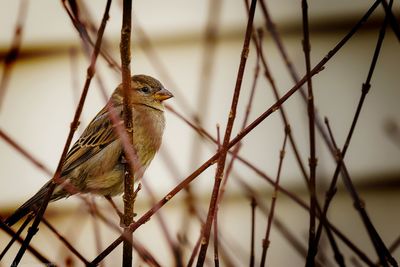 Close-up of bird perching on wall