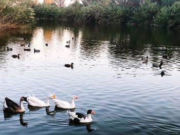 Ducks swimming in lake