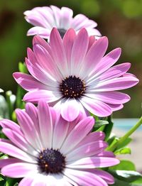 Close-up of daisy blooming outdoors