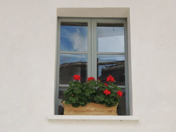 Flowers growing on window sill