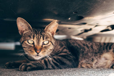 Close-up portrait of tabby cat resting under car