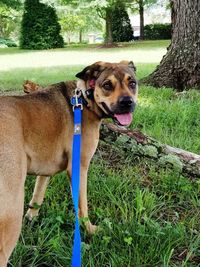 Portrait of dog on field