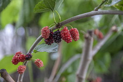 Close-up of red berries growing on tree