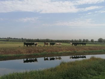 Reflective cattle