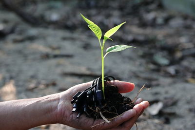 Close-up of hand holding small plant