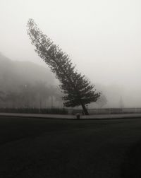 Trees on landscape against sky during foggy weather