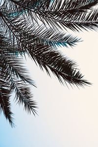 Low angle view of palm tree against sky