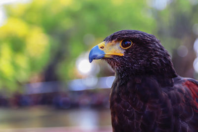 Close-up of a bird looking away