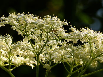 Close-up of white flowering plant