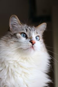 Close-up portrait of a cat