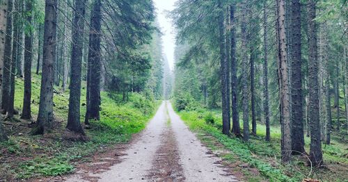 Dirt road amidst trees in forest