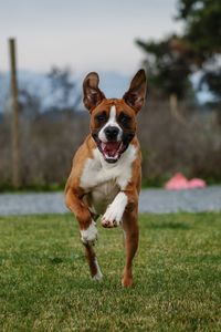 Portrait of dog running on field