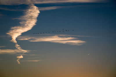 Silhouette birds flying against sky during sunset