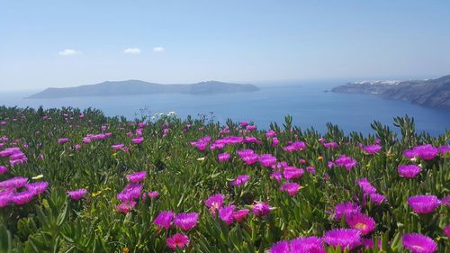 Pink crocus flowers blooming on field against sky