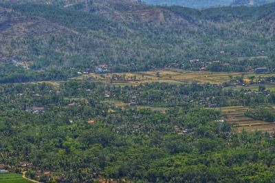 High angle view of trees on field