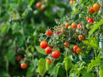 Close-up of tomatoes growing on tree