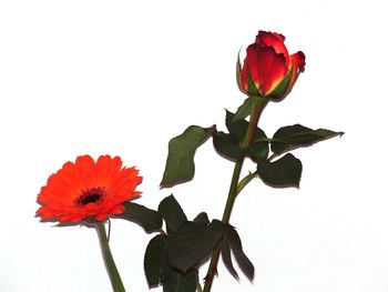 Close-up of red poppy flowers