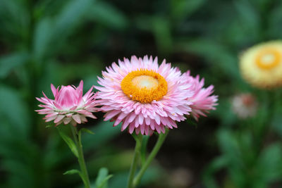 Close-up of pink flower