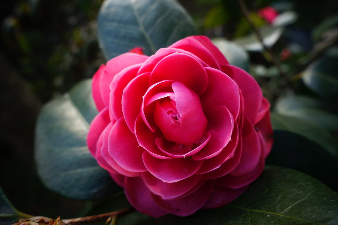 CLOSE-UP OF PINK ROSE WITH RED ROSES