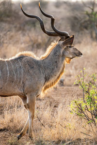 Side view of deer standing on land