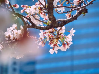 Low angle view of cherry blossom tree