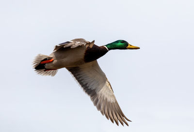 Close-up of bird flying against clear sky