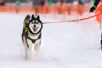 Dog running in snow