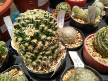 High angle view of potted plants for sale at market