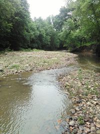 Scenic view of river flowing in forest