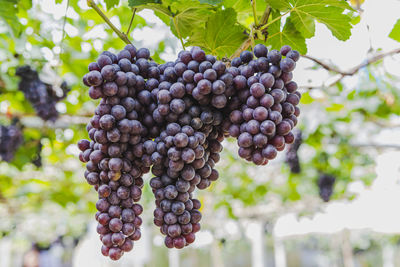 Close-up of grapes growing in vineyard