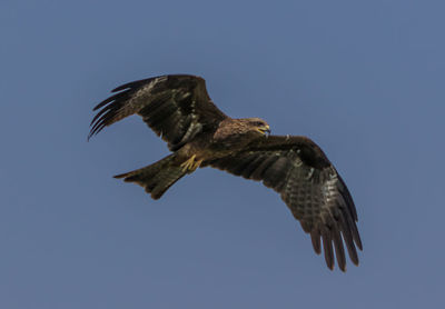 Low angle view of eagle flying in sky