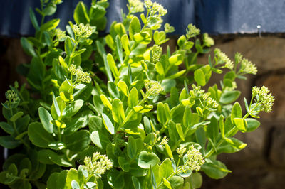 Close-up of flowering plants on field