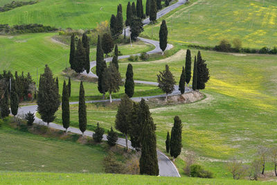 Trees on field