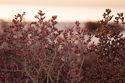 Close up photo of a red shrub at the beach at sunset