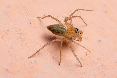 Close-up of spider